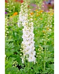 Дельфініум високий `Меджік Фонтейн Пур Вайт` | Delphinium Magic Fountains Pure White | Дельфиниум высокий `Мэджик Фонтейн Пур Вайт`